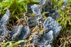 Peltigera extenuata