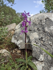 Orchis olbiensis