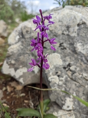 Orchis olbiensis