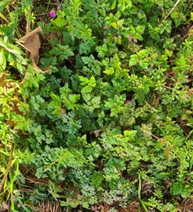 Geranium robertianum