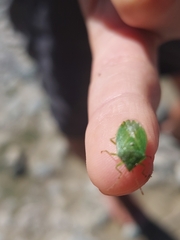 Sinopla perpunctatus
