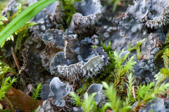 Peltigera extenuata