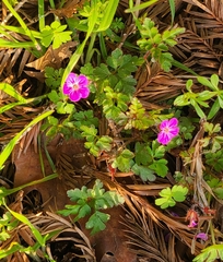Geranium robertianum