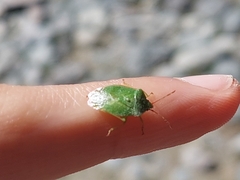 Sinopla perpunctatus