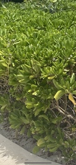 Scaevola taccada