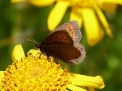 Erebia epiphron