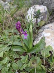 Orchis olbiensis