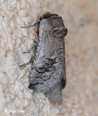 Parahypopta caestrum