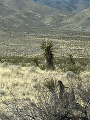 Yucca schidigera