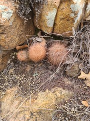Echinocereus reichenbachii baileyi
