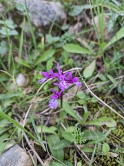 Orchis olbiensis