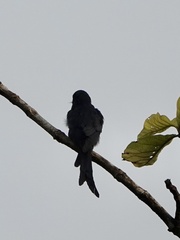 Dicrurus leucophaeus