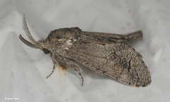 Paropta paradoxus