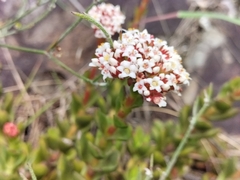 Crassula rubricaulis