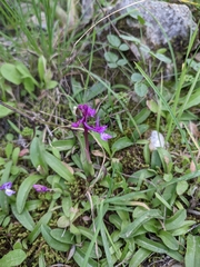 Orchis olbiensis