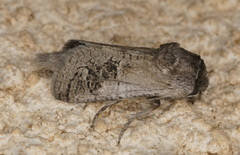 Parahypopta caestrum