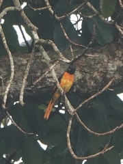 Pericrocotus flammeus