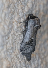 Parahypopta caestrum