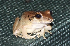 Craugastor crassidigitus