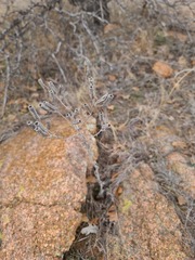 Mentzelia albescens