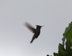 Orthorhyncus cristatus