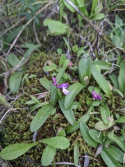 Orchis olbiensis