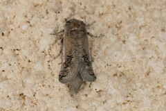 Parahypopta caestrum