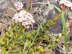 Crassula rubricaulis