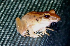 Craugastor crassidigitus