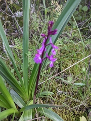 Orchis olbiensis