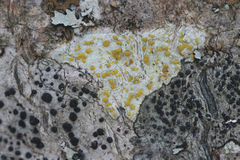 Lecanora symmicta