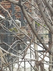 Passer domesticus