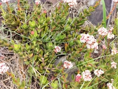 Crassula rubricaulis