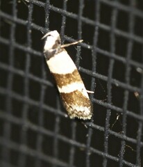 Eulechria triferella