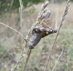 Melanoplus ponderosus