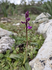 Orchis olbiensis