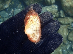 Barbatia barbata