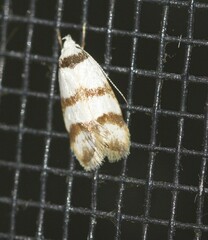 Chezala brachypepla