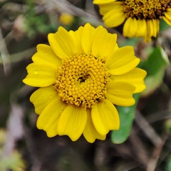 Coleostephus myconis