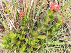 Crassula rubricaulis
