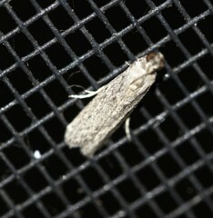 Cryptoblabes hemigypsa