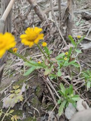 Coleostephus myconis