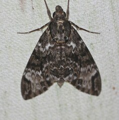 Psilogramma menephron