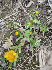 Coleostephus myconis