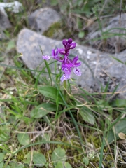 Orchis olbiensis