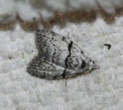 Nola pygmaeodes