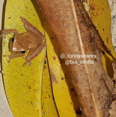 Dendropsophus branneri