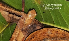 Dendropsophus branneri