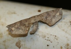 Parepisparis excusata