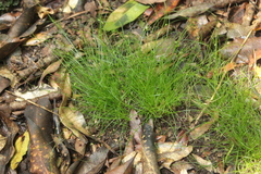 Cyperus gracilis
